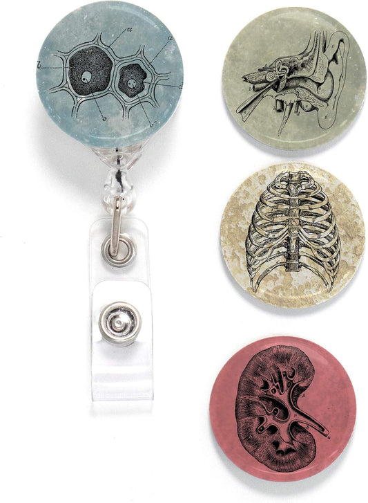 Anatomy Two Tinker Reel Retractable Badge Reel - with Alligator Clip and Extra-Long 36 Inch Standard Duty Cord - Made in the USA